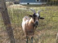 Waco RV Park - Curious Goat