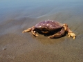 Dead Crab