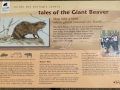 Beringia Interpretive Center - Giant Beaver Info