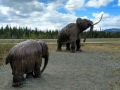 Beringia Interpretive Center - Woolly Mammoths