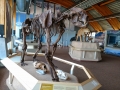 Beringia Interpretive Center - Short Faced Bear