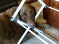 Jasmine getting comfy on laundry day