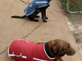 Jasmine & Pepper going for a walk on a chill winter day