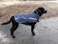 Pepper on squirrel patrol in her doggy coat...