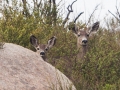 Silent Valley Club - Wary Deer