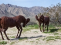 Galleta Meadows - Sky Art Sculptures - Bighorn Sheep