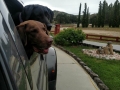 Jasmine & Pepper Waiting for Their Biscuits at Silent Valley Club Entrance