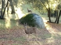 Silent Valley Club - Grazing Deer