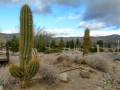 Stagecoach Trails RV Resort - Cacti