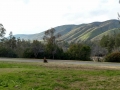 Yucaipa Regional Park - Lawn Area