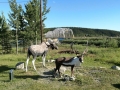 Yukon Motel RV Park - Animal Statues